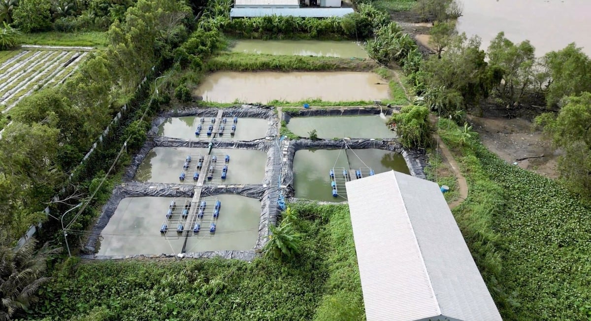 The zero-discharge shrimp farming model in Ca Mau promises to bring innovation to Vietnam’s shrimp industry. Photo: CIRA.