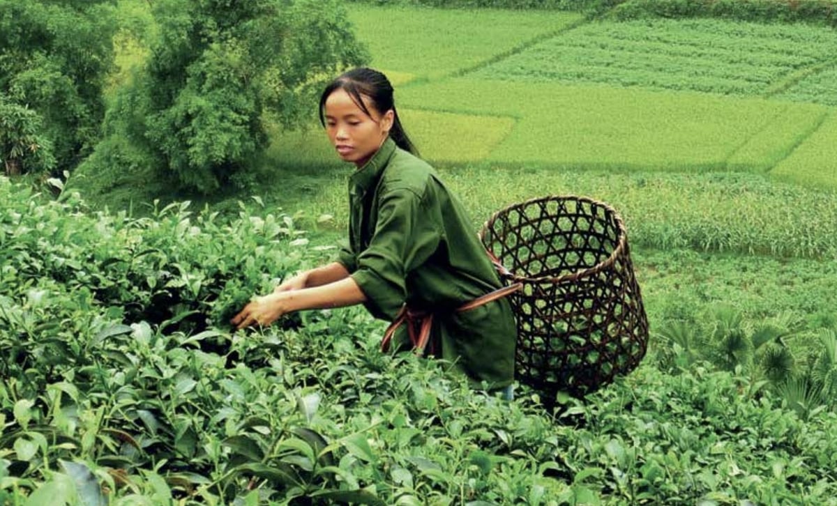 The project is designed to deliver knowledge and techniques to each household, following FAO’s 'Four Betters' principle. Photo: FAO.