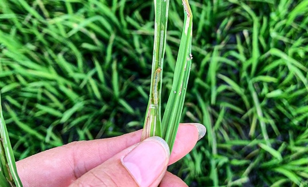Khoảng 5.900 ha lúa hè thu của tỉnh Hà Tĩnh bị sâu cuốn lá gây hại nặng. Ảnh: Thanh Nga. Khoảng 5.900 ha lúa hè thu của tỉnh Hà Tĩnh bị sâu cuốn lá gây hại nặng. Ảnh: Thanh Nga.