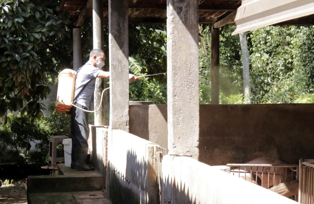 Các hộ chăn nuôi heo trên địa bàn TP. HCM tăng cường xịt khử khuẩn, vệ sinh chuồng trại, phòng chống dịch tả heo Châu Phi. Ảnh: Lê Bình. Các hộ chăn nuôi heo trên địa bàn TP. HCM tăng cường xịt khử khuẩn, vệ sinh chuồng trại, phòng chống dịch tả heo Châu Phi. Ảnh: Lê Bình.