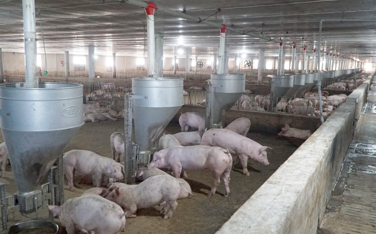 Chi cục Chăn nuôi và trồng trọt Bà Rịa - Vũng Tàu đang tăng cường các biện pháp bảo vệ đàn heo trước diễn biến dịch tả heo Châu Phi đang diễn ra phức tạp trên cả nước. Ảnh: Lê Bình. Chi cục Chăn nuôi và trồng trọt Bà Rịa - Vũng Tàu đang tăng cường các biện pháp bảo vệ đàn heo trước diễn biến dịch tả heo Châu Phi đang diễn ra phức tạp trên cả nước. Ảnh: Lê Bình.