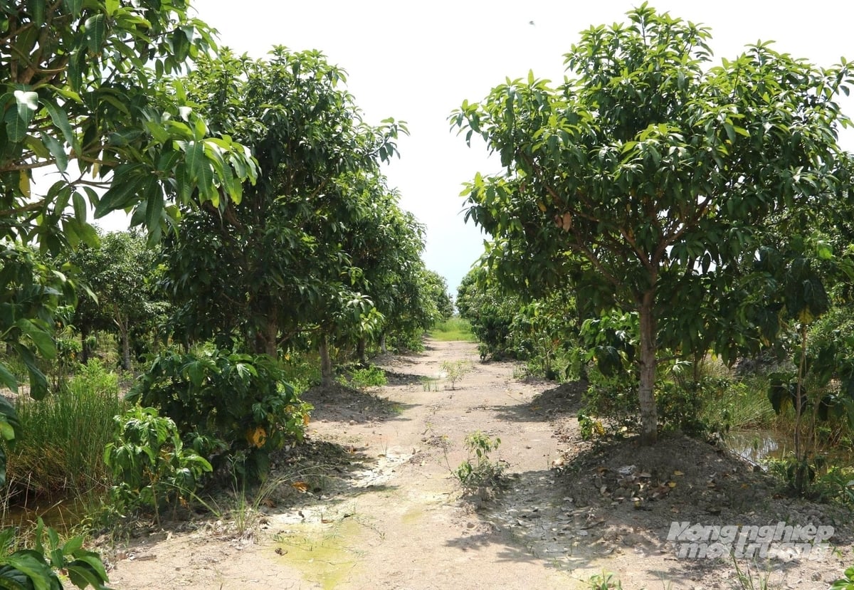 Đê bao quanh khu trang trại được anh Tuấn tận dụng trồng cây ăn trái, trong đó có khoảng 40.000 cây nhàu trồng xen canh, trung bình mỗi tháng cho thu hoạch khoảng 15 tấn trái. Ảnh: Trung Chánh. Đê bao quanh khu trang trại được anh Tuấn tận dụng trồng cây ăn trái, trong đó có khoảng 40.000 cây nhàu trồng xen canh, trung bình mỗi tháng cho thu hoạch khoảng 15 tấn trái. Ảnh: Trung Chánh.