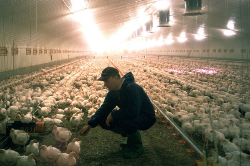 Feed sanitisation should be viewed as an integral component of modern poultry production systems. Photo: Supplied.