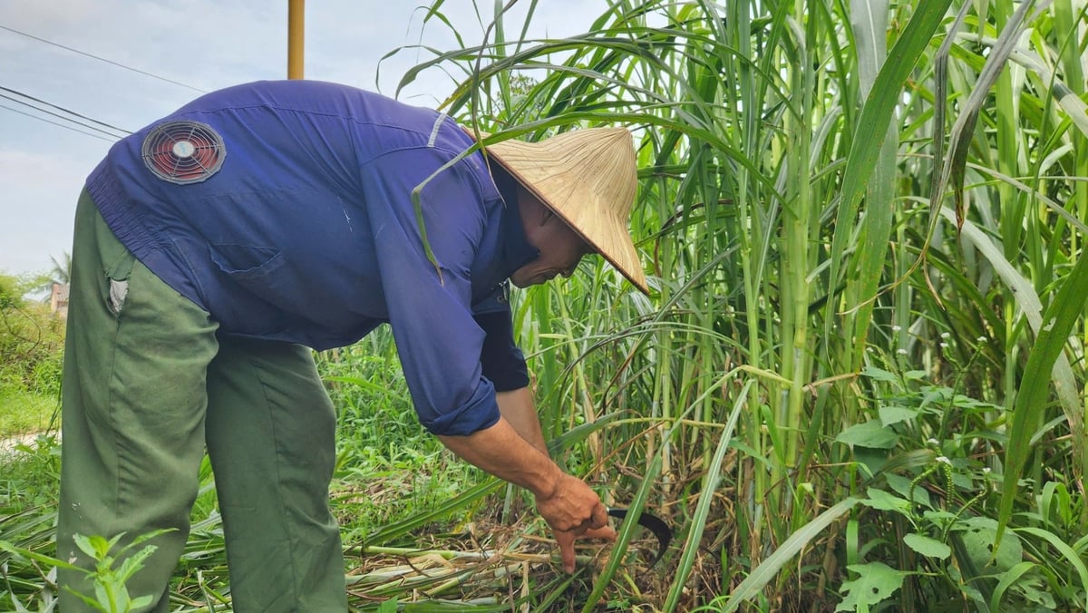 Anh Tuất trồng khoảng 1 ha cỏ voi để làm thức ăn cho đàn bò, tránh phụ thuộc nguồn thức ăn bên ngoài. Ảnh: Nguyễn Thành. Anh Tuất trồng khoảng 1 ha cỏ voi để làm thức ăn cho đàn bò, tránh phụ thuộc nguồn thức ăn bên ngoài. Ảnh: Nguyễn Thành.