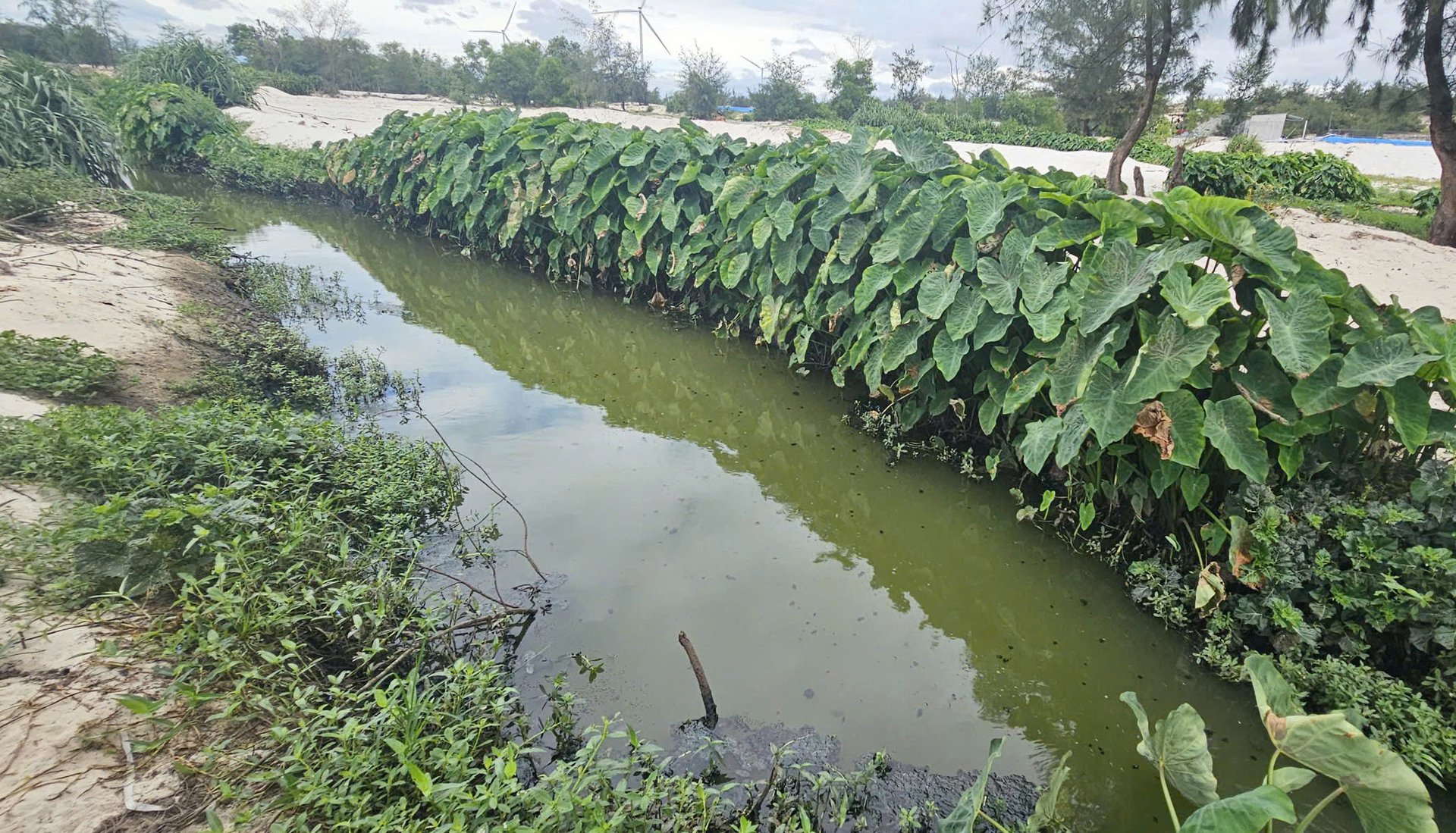 Nước ở một đoạn khe lớn đã đổi sang màu đen và bốc mùi hôi gần khu vực dân cư. Ảnh: T. Đức.