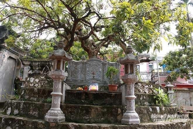 Cây nhãn tổ ở chùa Hiến, phường Hồng Châu. Ảnh: Sở NN-MT Hưng Yên.