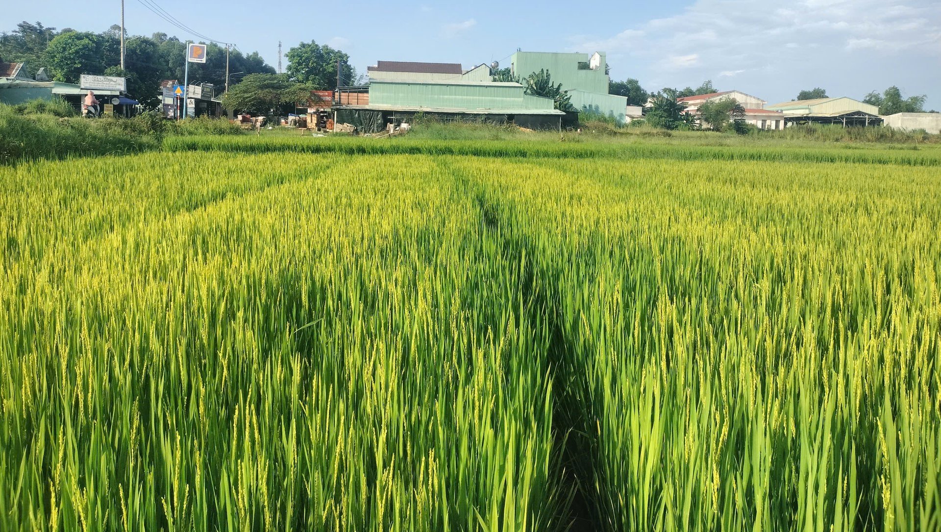 Vụ hè thu 2025, toàn thành phố Đà Nẵng gieo sạ hơn 42.308 ha lúa. Ảnh: Lan Anh. Vụ hè thu 2025, toàn thành phố Đà Nẵng gieo sạ hơn 42.308 ha lúa. Ảnh: Lan Anh.