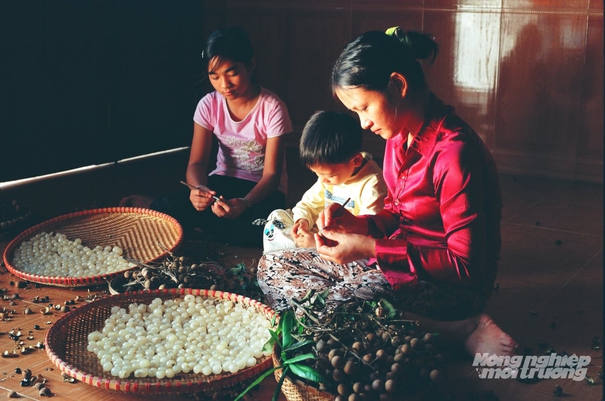 Người dân Hưng Yên có thể tham gia chế biến long nhãn mọi lúc, mọi nơi. Ảnh: Hải Tiến.