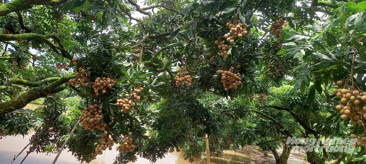 Chùm nhãn sai lúc lỉu. Ảnh: Hải Tiến.