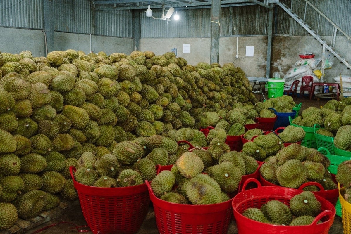 Năng suất vườn sầu riêng tại các mô hình đạt chất lượng cao, đồng thời giúp nhà nông tăng lợi nhuận cũng như thu nhập. Ảnh: Minh Thành. Năng suất vườn sầu riêng tại các mô hình đạt chất lượng cao, đồng thời giúp nhà nông tăng lợi nhuận cũng như thu nhập. Ảnh: Minh Thành.