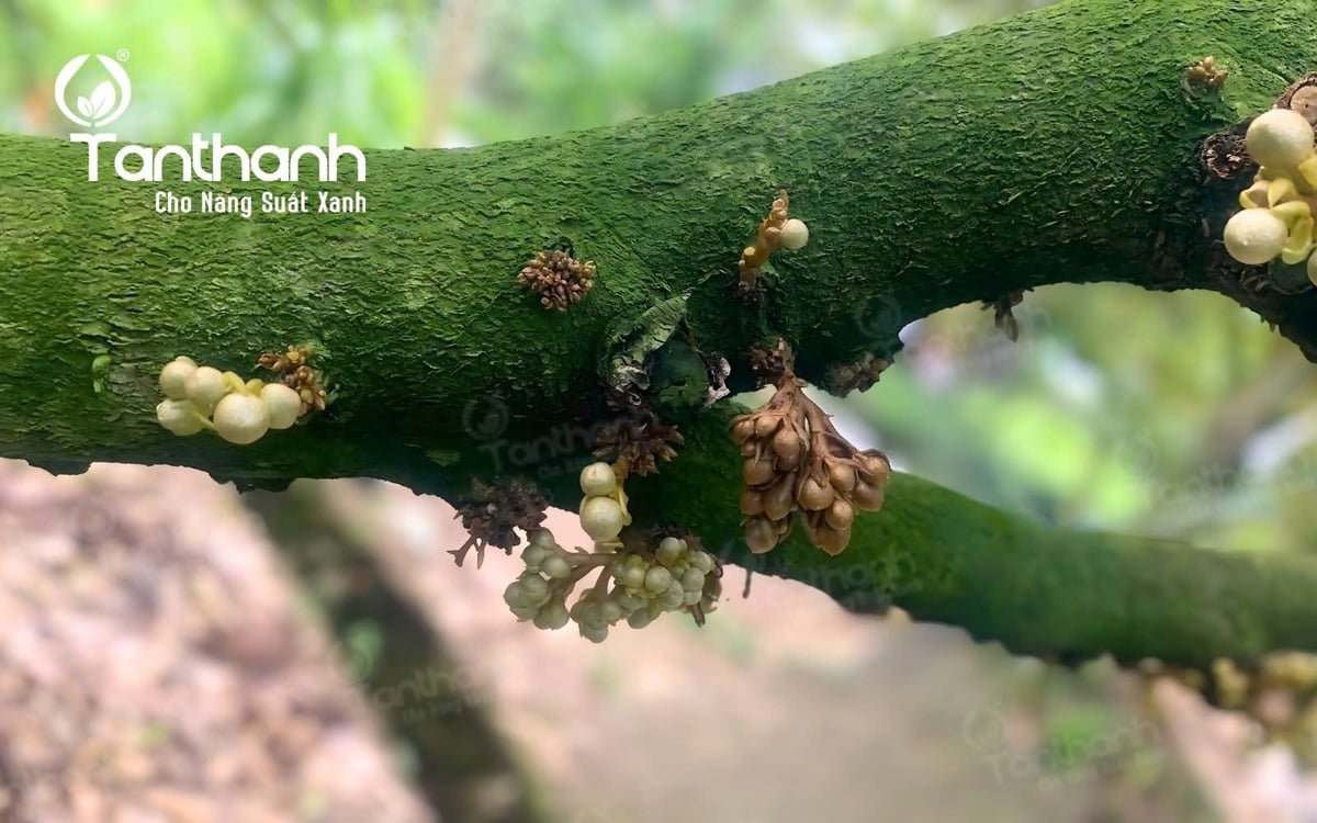 Thán thư bông do nấm Colletotrichum spp. gây ra, thường tấn công mạnh vào giai đoạn sầu riêng ra hoa, nhất là trong điều kiện ẩm độ cao, mưa dầm liên tục, không khí lưu thông kém. Ảnh: Tân Thành.