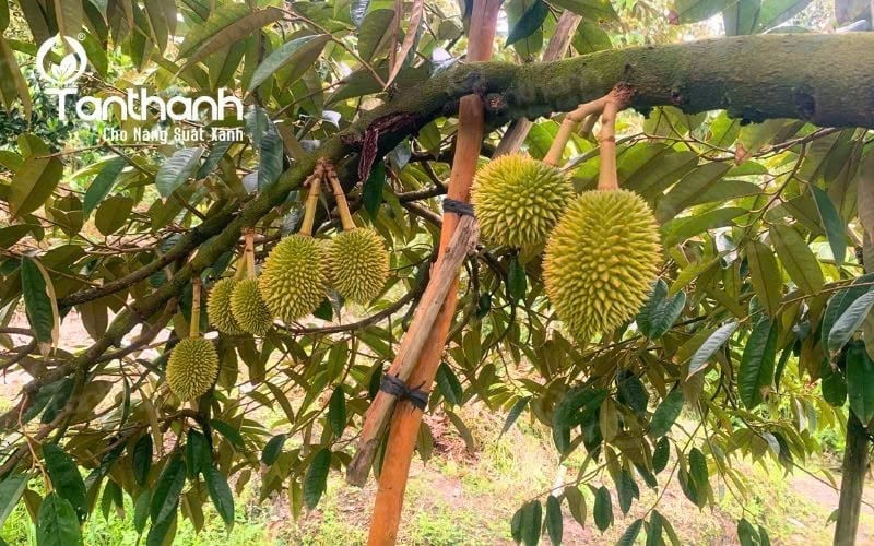 Tỉa cành, tạo tán thông thoáng để giảm ẩm độ trong tán cây, giảm nguy cơ xâm nhập của nấm bệnh gây thán thư bông. Ảnh: Tân Thành.
