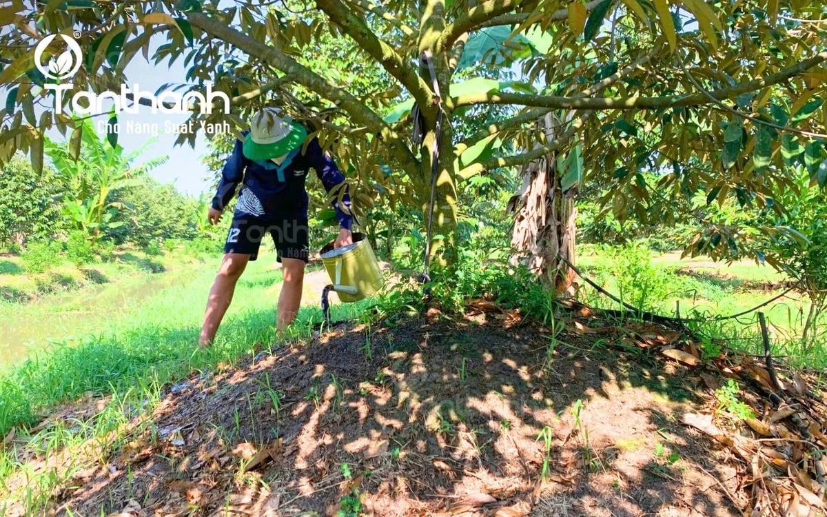 Bón phân cân đối, tăng cường vi lượng, đặc biệt là Canxi và Bo, giúp bông khỏe và tăng sức đề kháng trước dịch hại nói chung và thán thư bông nói riêng. Ảnh: Tân Thành.