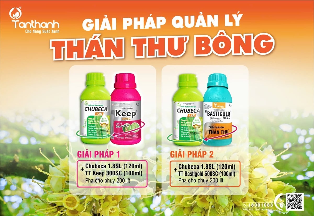 Giải pháp quản lý thán thư bông sầu riêng. Ảnh: Tân Thành.