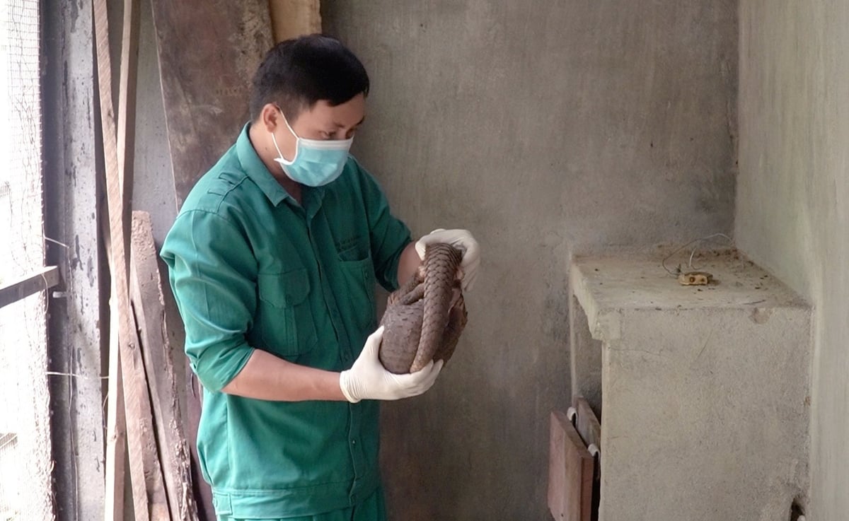 Đến nay, chúng ta vẫn chưa hoàn toàn hiểu hết về động vật hoang dã như những vật nuôi truyền thống. Do đó, hệ thống thú y đôi khi vẫn bị động trong những tình huống dịch bệnh trên các loài này. Ảnh: Lê Bình.