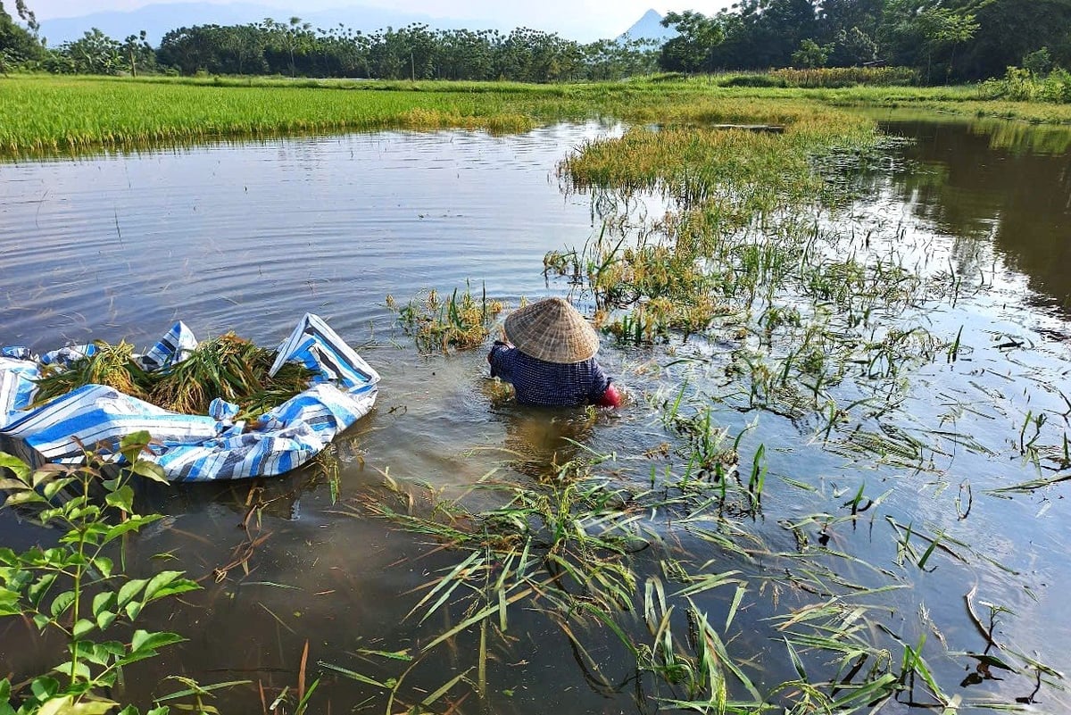 Mỗi lần lũ lên lại là một lần bà con phải lo chạy lúa, chạy tài sản, chạy người. Ảnh: Phạm Hiếu.