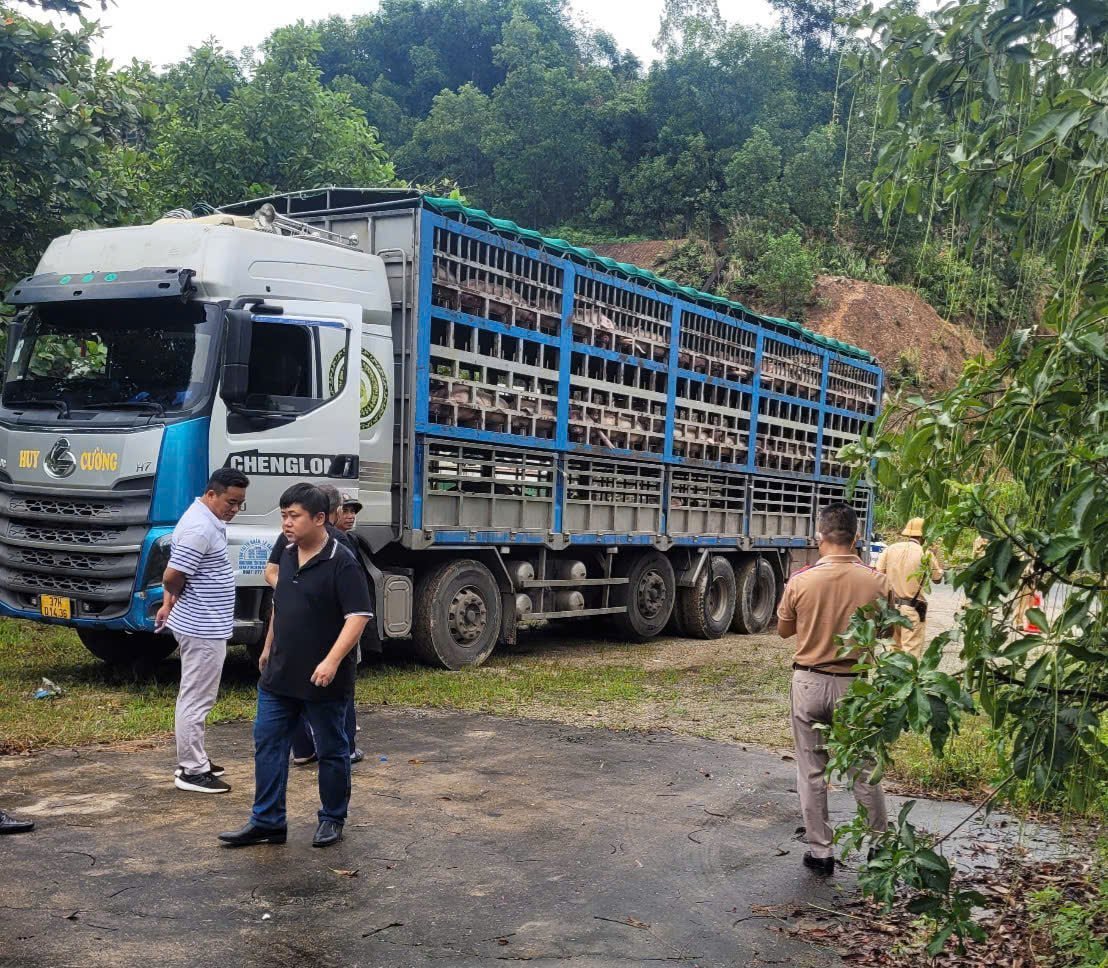 Xử lý nghiêm hành vi vận chuyển lợn bị dịch tả lợn Châu Phi. Ảnh: BK.