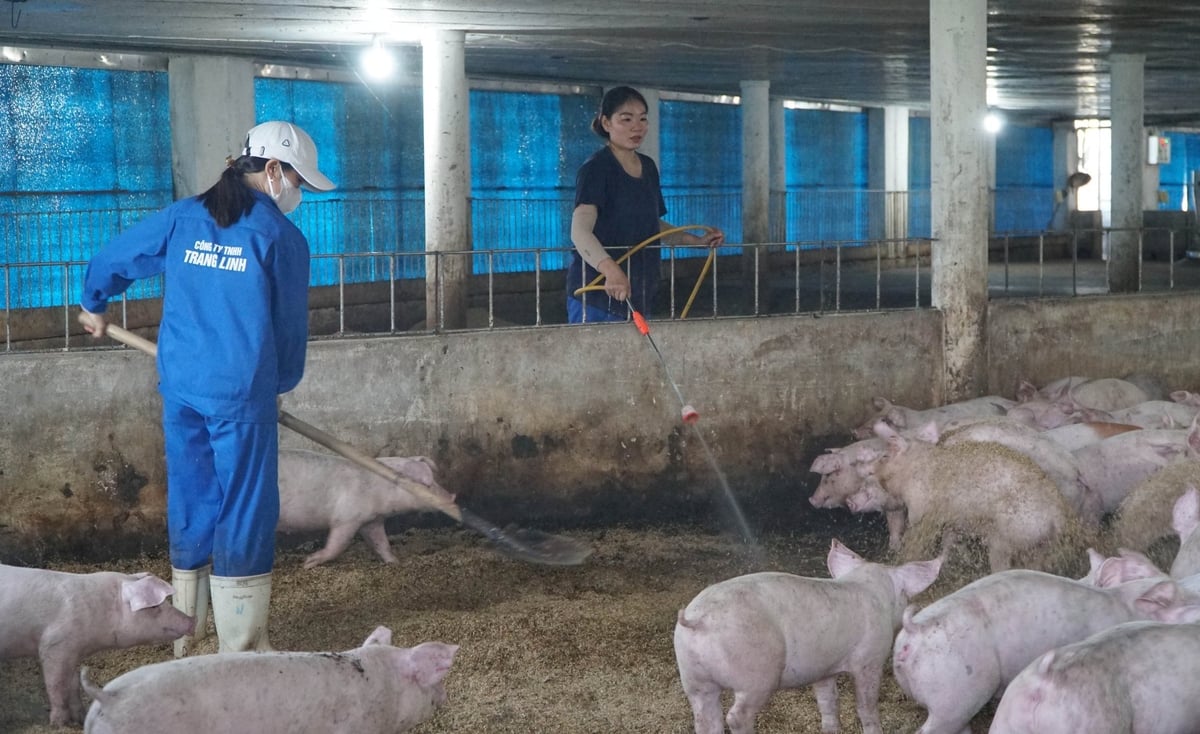 Công ty Trang Linh đang tăng cường siết chặt về an toàn sinh học nhằm bảo vệ đàn heo 50.000 con trước dịch bệnh. Ảnh: Lê Bình. Công ty Trang Linh đang tăng cường siết chặt về an toàn sinh học nhằm bảo vệ đàn heo 50.000 con trước dịch bệnh. Ảnh: Lê Bình.