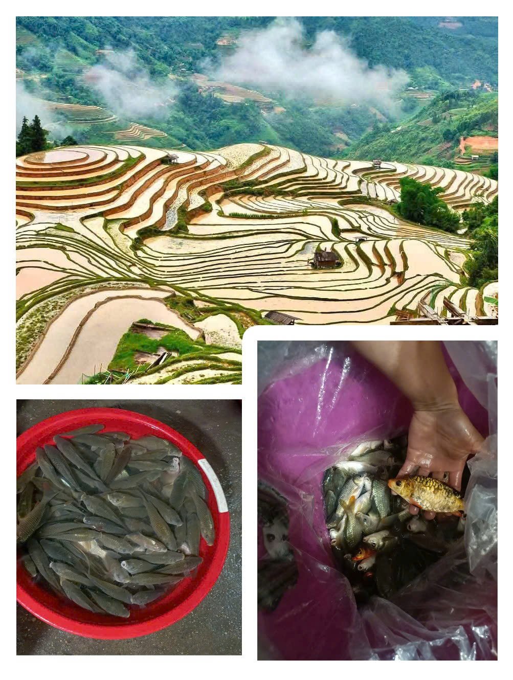 Nuôi cá trong ruộng bậc thang vừa giữ nước, vừa bảo vệ danh thắng. Ảnh: Kiên Trung.