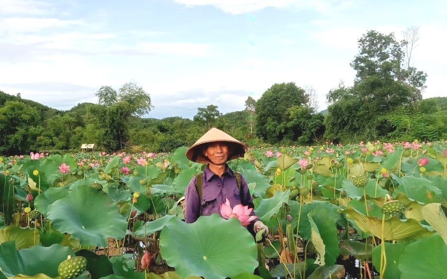 Mạn dạn chuyển đổi cây trồng trên vùng đất trũng, người dân Duy Xuyên đã có thu nhập khá. Ảnh: Lan Anh.
