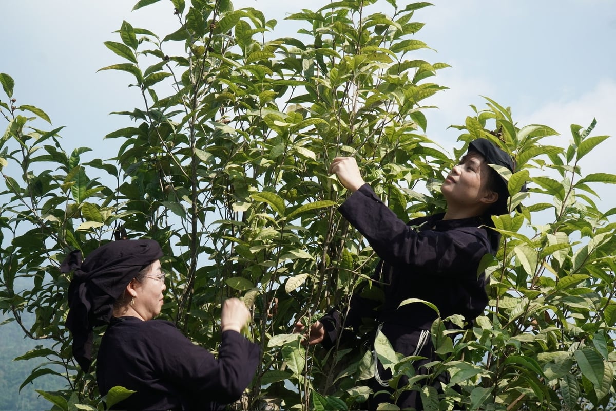 Thu hoạch chè shan tuyết ở xã Đồng Phúc, tỉnh Thái Nguyên. Ảnh: Ngọc Tú.