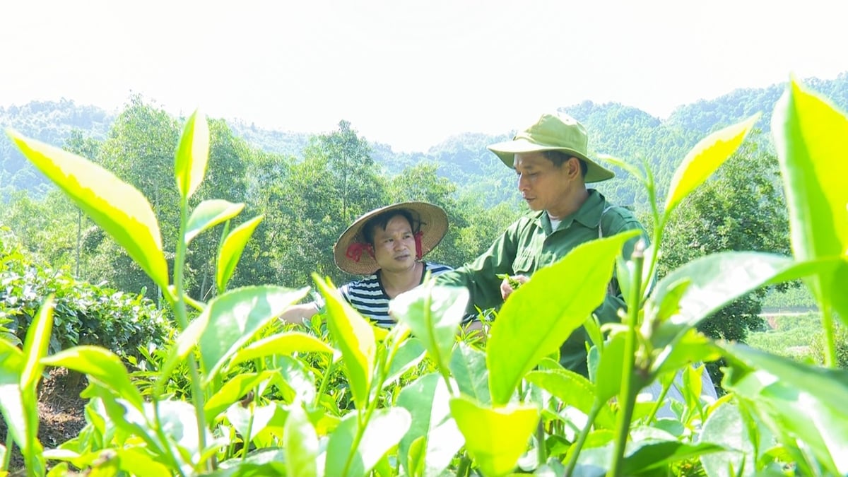 Thái Nguyên phấn đấu đưa sản phẩm từ cây chè trở thành ngành hàng tỷ USD và năm 2030. Ảnh: Ngọc Tú. 