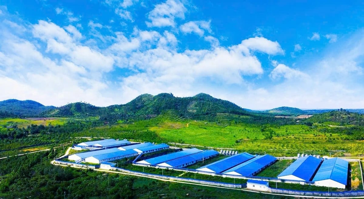 Lợi thế từ quy hoạch địa phương mở rộng, cơ sở hạ tầng thuận tiện giúp Hùng Nhơn Group tiếp cận thị trường nhanh hơn và giảm chi phí chuỗi cung ứng. Ảnh: Minh Sáng.