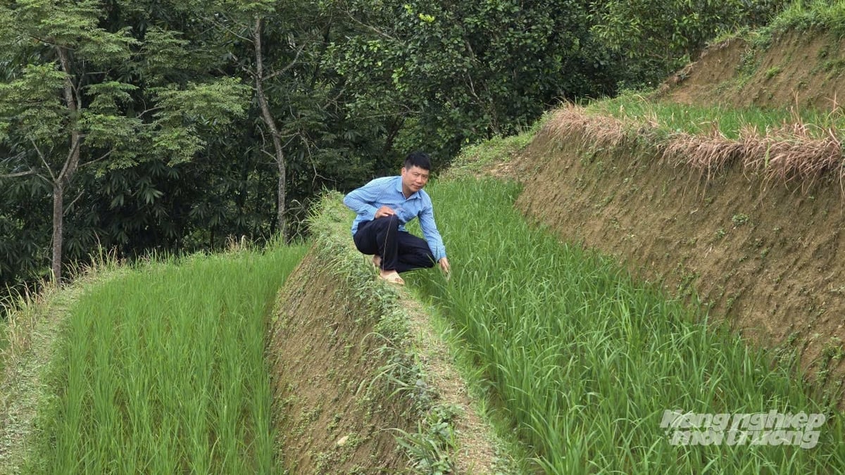 Ông Phượng Chàn Nu - Phó Chủ tịch UBND xã Hồ Thầu bên thửa ruộng bậc thang đang thả cá. Ảnh: Kiên Trung.