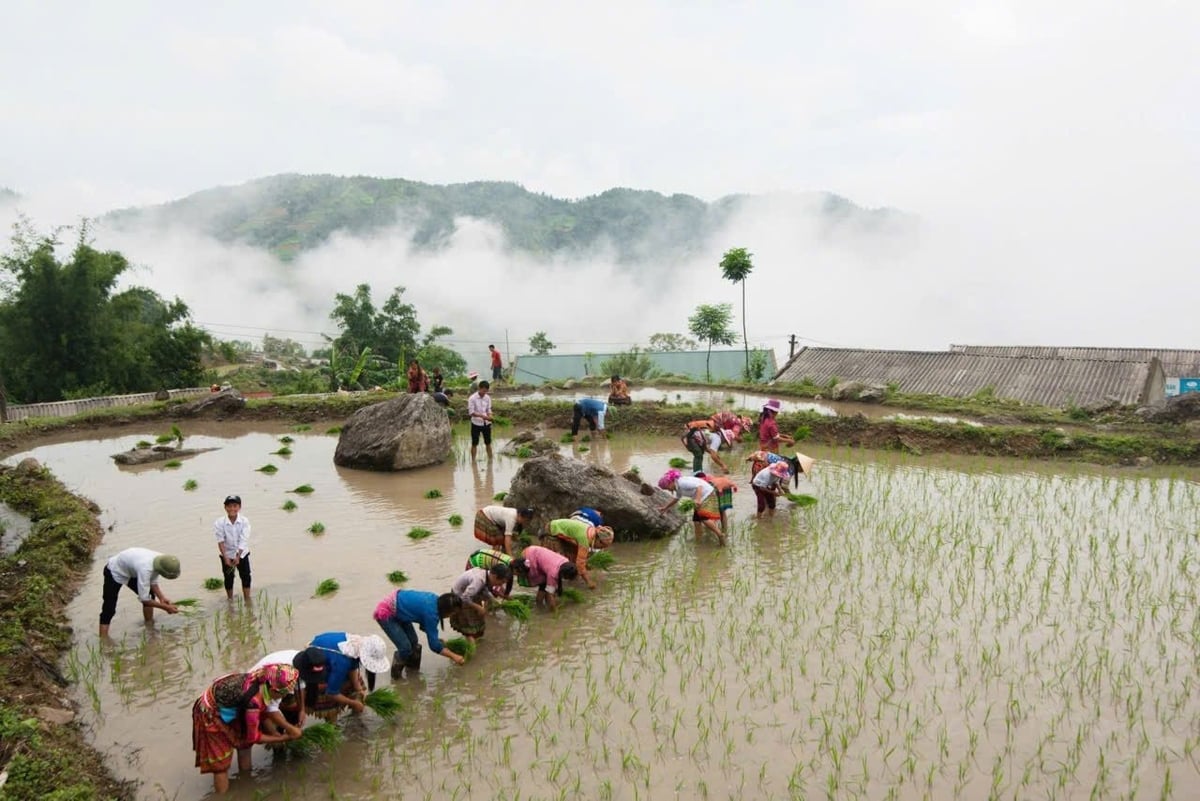 Người dân Hoàng Su Phì canh tác lúa vụ mùa kết hợp thả cá giống. Ảnh: Kiên Trung.