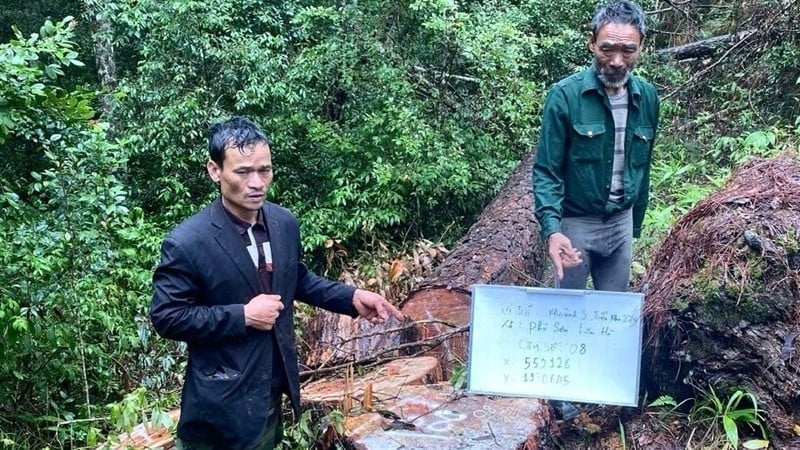 Hai trong số bốn đối tượng cưa hạ trái phép hàng chục cây thông cổ thụ bị bắt. Ảnh: NG. Hai trong số bốn đối tượng cưa hạ trái phép hàng chục cây thông cổ thụ bị bắt. Ảnh: NG.