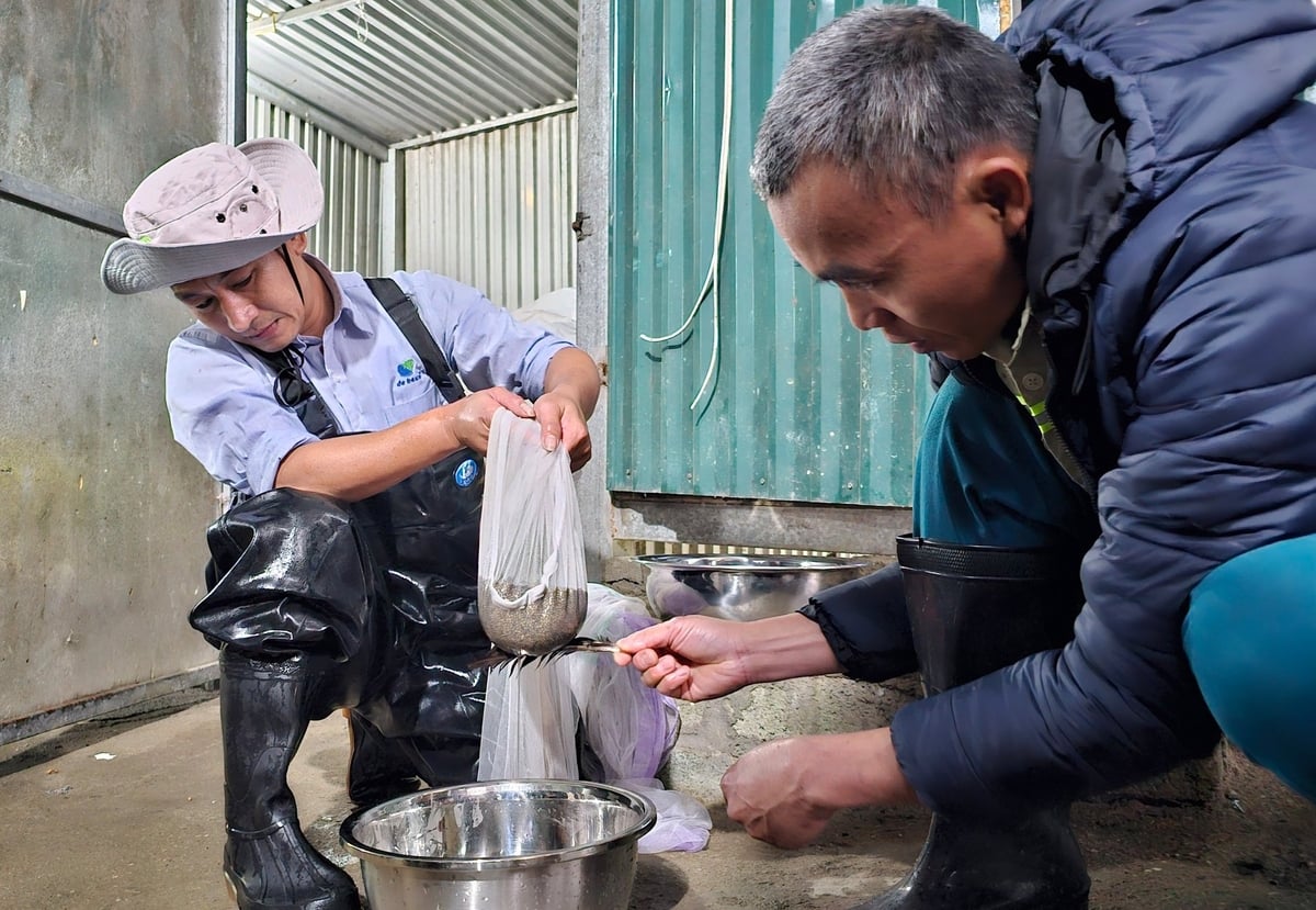 Bà con vùng cao Lào Cai thụ tinh nhân tạo cho trứng cá tầm. Ảnh: H.Đ. Bà con vùng cao Lào Cai thụ tinh nhân tạo cho trứng cá tầm. Ảnh: H.Đ.