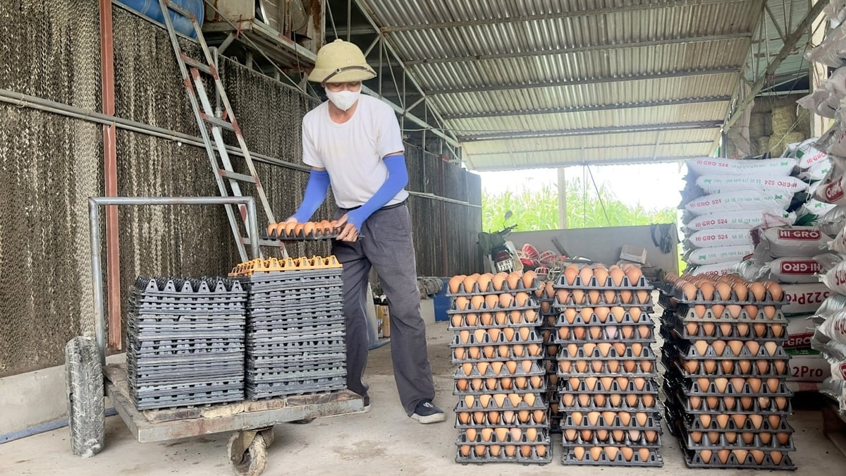 Giá trứng gà hồi phục thời gian gần đây giúp anh Nguyên và người chăn nuôi nói chung yên tâm sản xuất. Ảnh: Anh Thơ. Giá trứng gà hồi phục thời gian gần đây giúp anh Nguyên và người chăn nuôi nói chung yên tâm sản xuất. Ảnh: Anh Thơ.