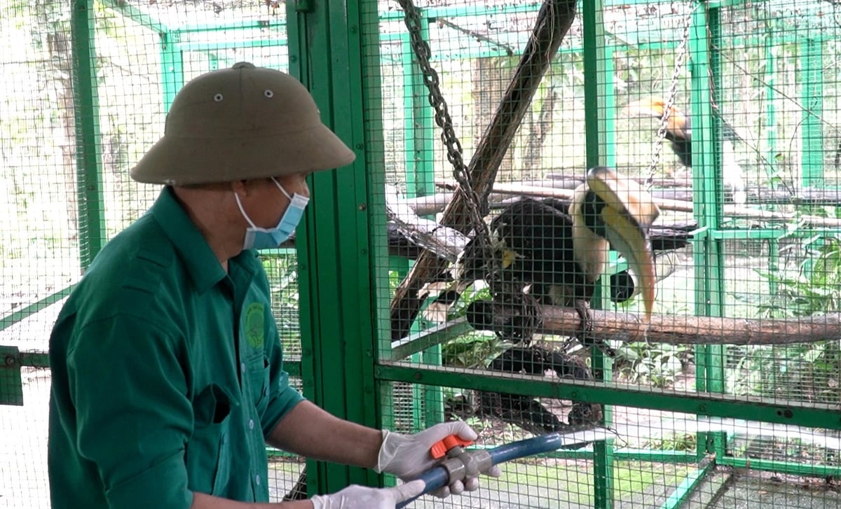 Nhân viên thú y Trung tâm Cứu hộ Cát Tiên (Đồng Nai) đang chăm sóc, theo dõi sức khỏe cho cá thể động vật hoang dã. Cá thể không chỉ được theo dõi tổng thể mà còn được làm các xét nghiệm và tiêm vaccine cần thiết trước khi thả về môi trường tự nhiên. Ảnh: Lê Bình. Nhân viên thú y Trung tâm Cứu hộ Cát Tiên (Đồng Nai) đang chăm sóc, theo dõi sức khỏe cho cá thể động vật hoang dã. Cá thể không chỉ được theo dõi tổng thể mà còn được làm các xét nghiệm và tiêm vaccine cần thiết trước khi thả về môi trường tự nhiên. Ảnh: Lê Bình.