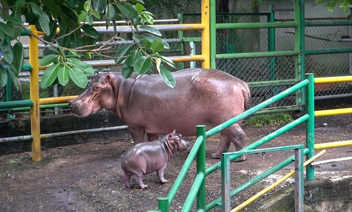 Các cơ sở nuôi nhốt động vật hoang dã cần phải có bác sĩ thú y để giám sát chặt về dịch bệnh, sức khỏe cũng như báo cáo thường xuyên với cơ quan chuyên môn. Ảnh: Lê Bình. Các cơ sở nuôi nhốt động vật hoang dã cần phải có bác sĩ thú y để giám sát chặt về dịch bệnh, sức khỏe cũng như báo cáo thường xuyên với cơ quan chuyên môn. Ảnh: Lê Bình.