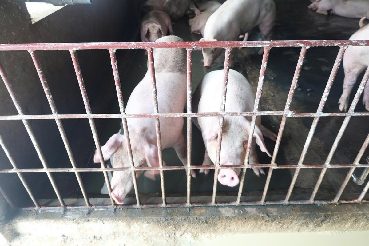 Mô hình chăn nuôi an toàn sianh học ở tỉnh Phú Thọ. Ảnh: BK. Mô hình chăn nuôi an toàn sianh học ở tỉnh Phú Thọ. Ảnh: BK.