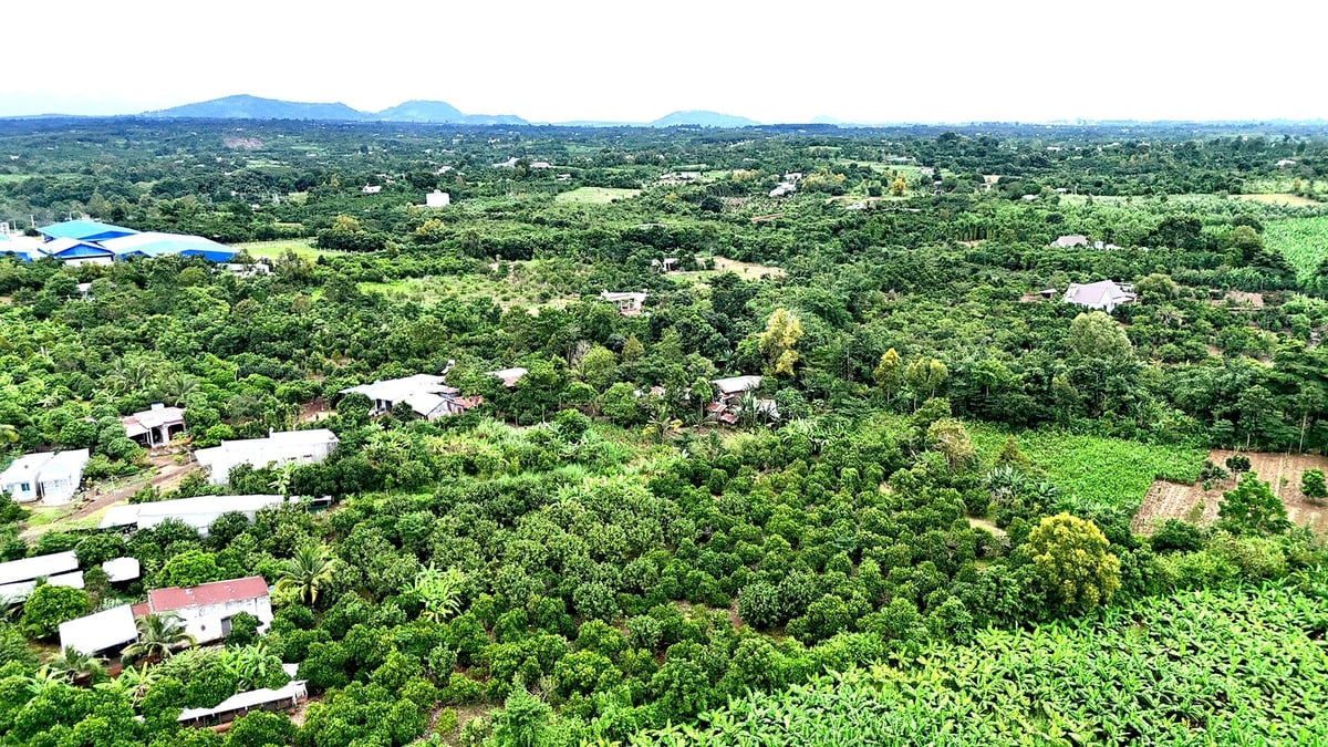 Đồng Nai mới hiện là một trong những địa phương dẫn đầu cả nước về diện tích cây công nghiệp và cây ăn trái. Ảnh: MS. Đồng Nai mới hiện là một trong những địa phương dẫn đầu cả nước về diện tích cây công nghiệp và cây ăn trái. Ảnh: MS.