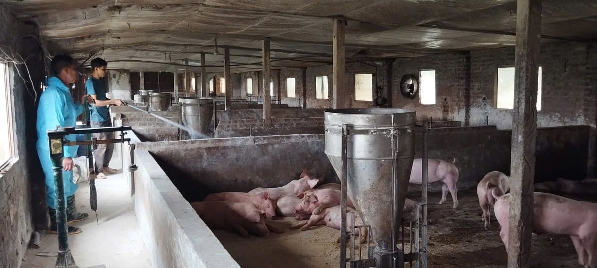 Lực lượng chức năng Hà Nội kiểm tra, tiêu hủy lợn mắc bệnh dịch tả lợn châu Phi tại xã Phúc Thọ. Ảnh Minh Vũ. Lực lượng chức năng Hà Nội kiểm tra, tiêu hủy lợn mắc bệnh dịch tả lợn châu Phi tại xã Phúc Thọ. Ảnh Minh Vũ.
