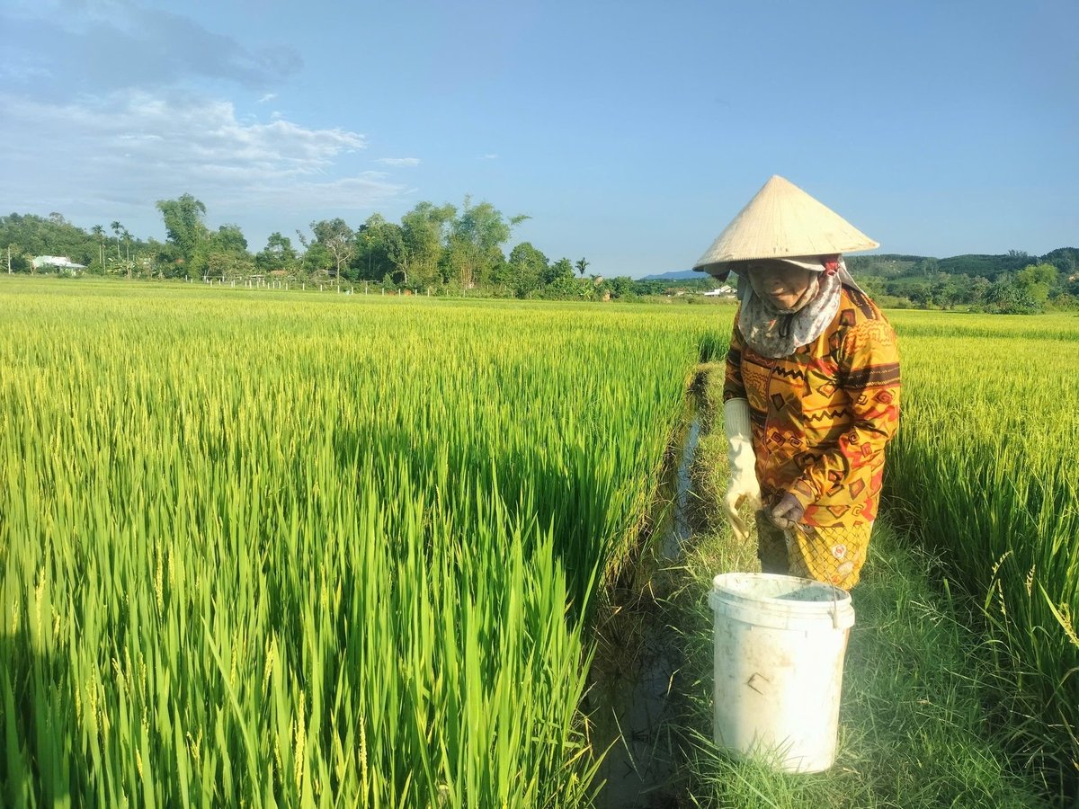 Bà Nguyễn Thị Viết (xã Chiên Đàn, TP Đà Nẵng) không giấu được lo lắng khi sâu bệnh xuất hiện ngày càng dày đặc. Ảnh: Lan Anh. Bà Nguyễn Thị Viết (xã Chiên Đàn, TP Đà Nẵng) không giấu được lo lắng khi sâu bệnh xuất hiện ngày càng dày đặc. Ảnh: Lan Anh.