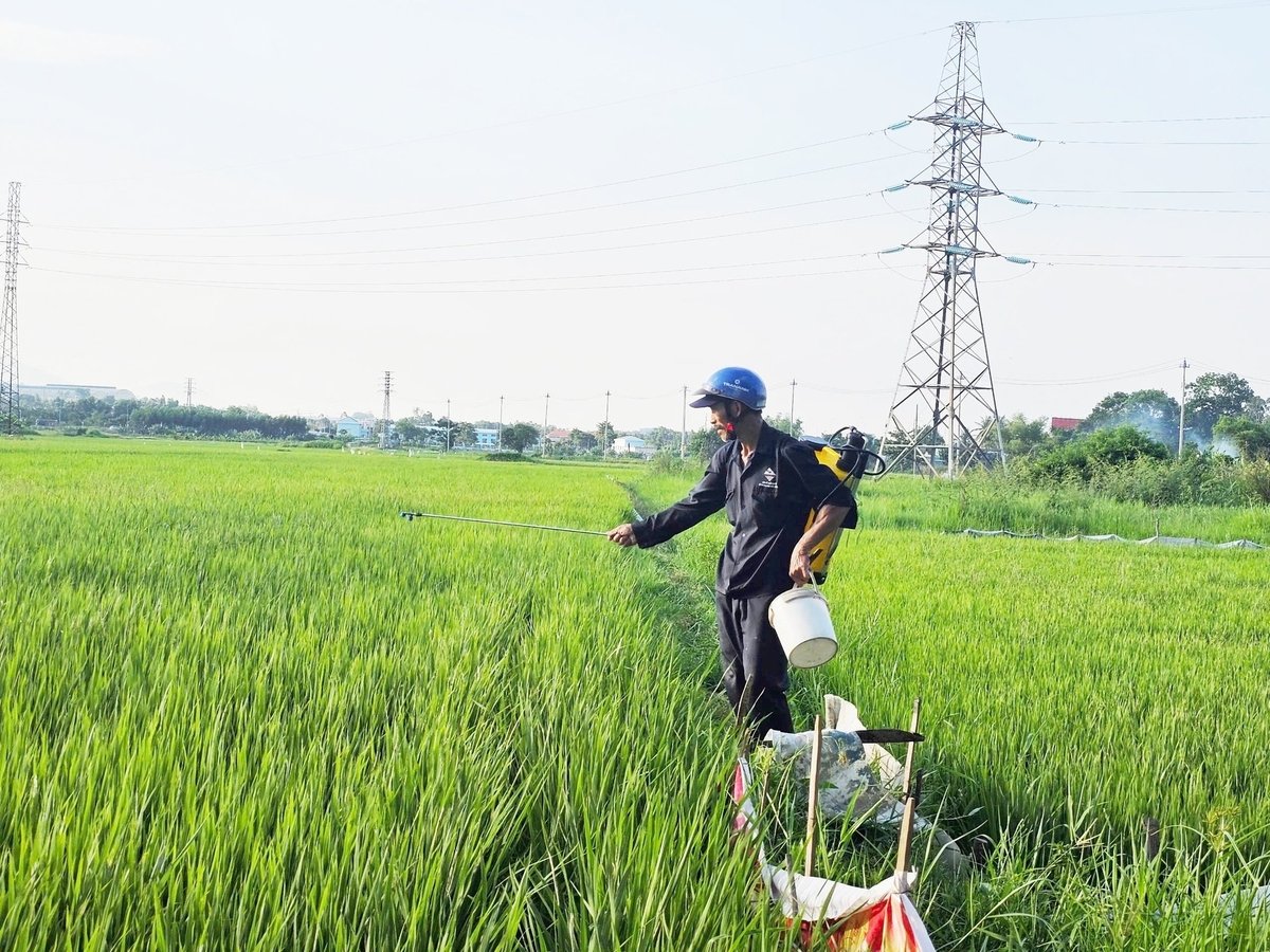 Nông dân Đà Nẵng thường xuyên thăm đồng và chủ động các biện pháp phòng trừ sâu bệnh. Ảnh: Lan Anh. Nông dân Đà Nẵng thường xuyên thăm đồng và chủ động các biện pháp phòng trừ sâu bệnh. Ảnh: Lan Anh.