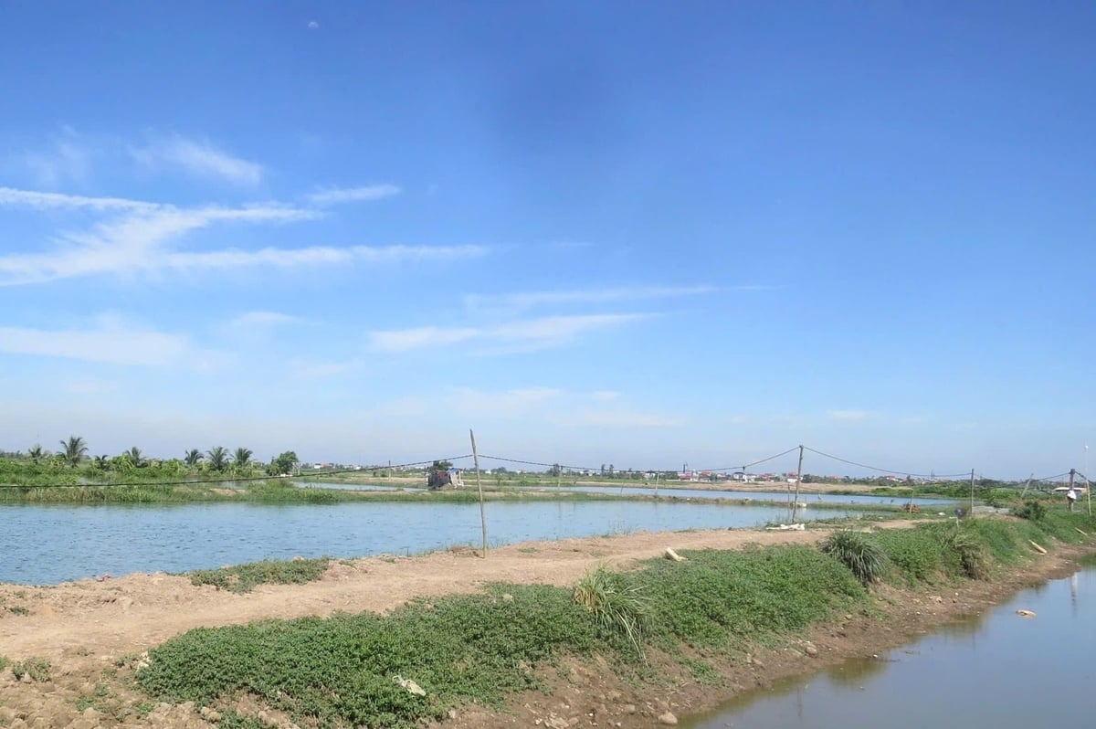 Khu đầm trũng, rộng 5 ha giờ đây đã thành nơi 'hái' ra tiền của anh Mạnh. Ảnh: Đinh Mười.