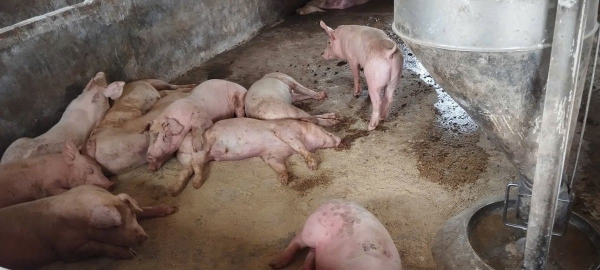 Bệnh dịch tả lợn Châu Phi tại diễn biến phức tạp, hiện trung bình mỗi ngày Hà Nội tiêu hủy 500 con lợn. Ảnh: Minh Vũ. Bệnh dịch tả lợn Châu Phi tại diễn biến phức tạp, hiện trung bình mỗi ngày Hà Nội tiêu hủy 500 con lợn. Ảnh: Minh Vũ.