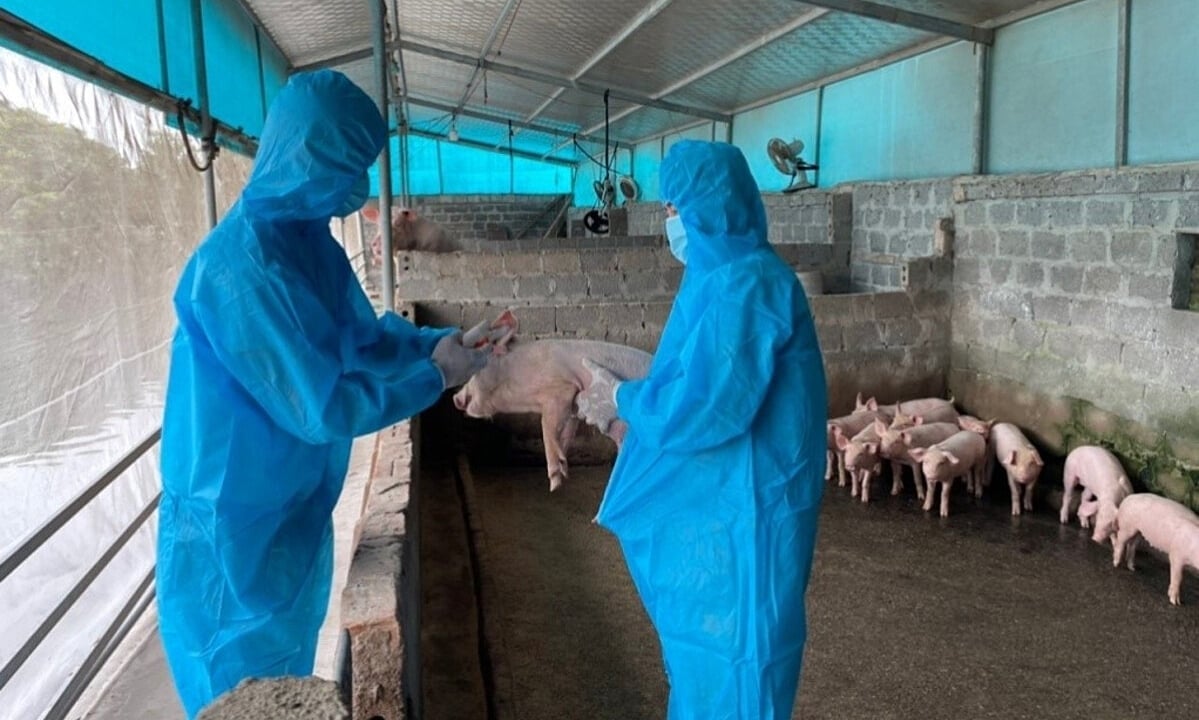 Dịch tả lợn Châu Phi đang bùng phát ở nhiều địa phương. Dịch tả lợn Châu Phi đang bùng phát ở nhiều địa phương.