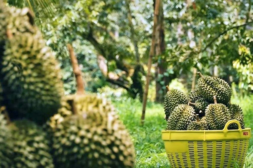 Sanya durians are expected to offer Chinese consumers the 'tree-ripened' experience with this high-value fruit. Photo: Xinhua.