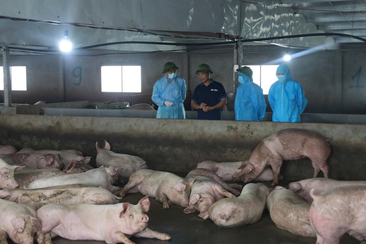 Thứ trưởng Phùng Đức Tiến kiểm tra cơ sở chăn nuôi an toàn sinh học ở tỉnh Phú Thọ. Ảnh: BK. Thứ trưởng Phùng Đức Tiến kiểm tra cơ sở chăn nuôi an toàn sinh học ở tỉnh Phú Thọ. Ảnh: BK.