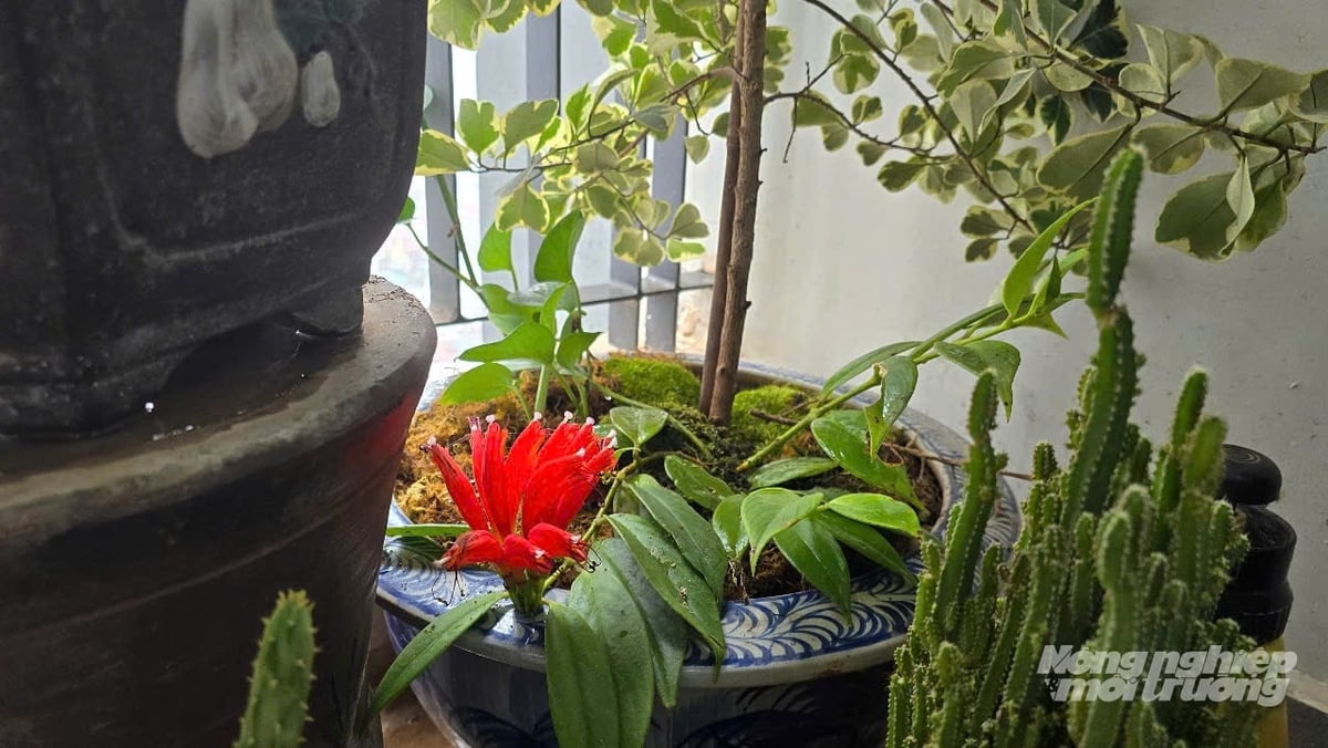 Lan son môi đã được đưa từ vùng cao của Hồ Thầu về 'vùng cao' ở Hà Nội phố. Ảnh: Kiên Trung.