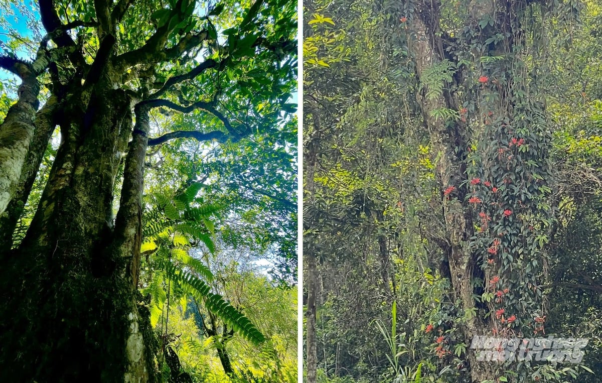 Những 'cụ chè' cao vút, thân phủ kín lan son môi, càng vào sâu trong rừng, lan son môi càng nhiều. Ảnh: Kiên Trung.