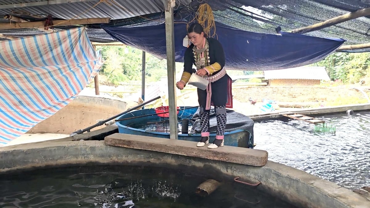 Cá nước lạnh là nguồn kinh tế chính của nhiều hộ đồng bào thiểu số tại Lào Cai. Ảnh: H.Đ. Cá nước lạnh là nguồn kinh tế chính của nhiều hộ đồng bào thiểu số tại Lào Cai. Ảnh: H.Đ.