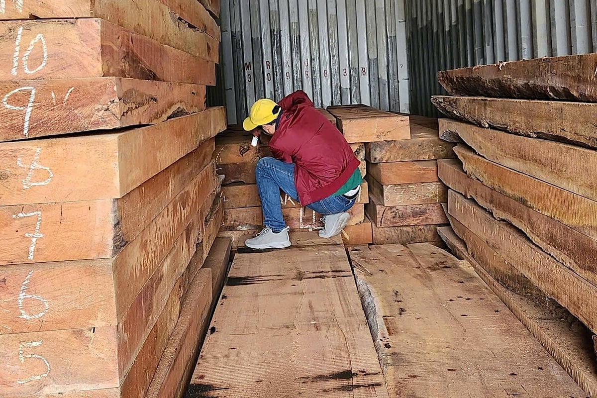 Chuyên gia Viện Nghiên cứu Công nghiệp rừng thu thập mẫu gỗ và giám định tại Cảng Hải Phòng. Ảnh: RIFI.