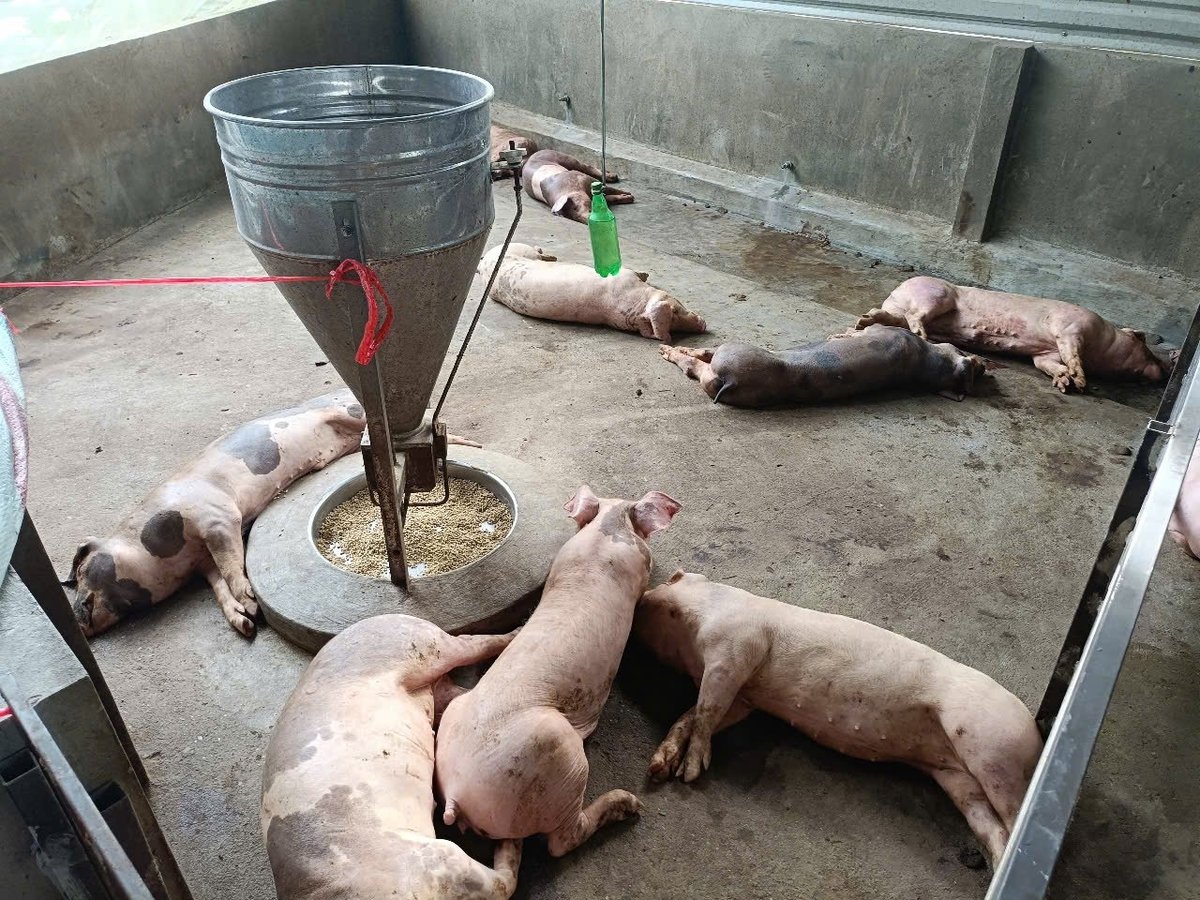 Lào Cai thành lập 5 đoàn công tác kiểm tra thực tế công tác phòng chống dịch tả lợn Châu Phi tại cơ sở từ 5/8 đến 15/8/2025. Ảnh: Thanh Tiến. Lào Cai thành lập 5 đoàn công tác kiểm tra thực tế công tác phòng chống dịch tả lợn Châu Phi tại cơ sở từ 5/8 đến 15/8/2025. Ảnh: Thanh Tiến.