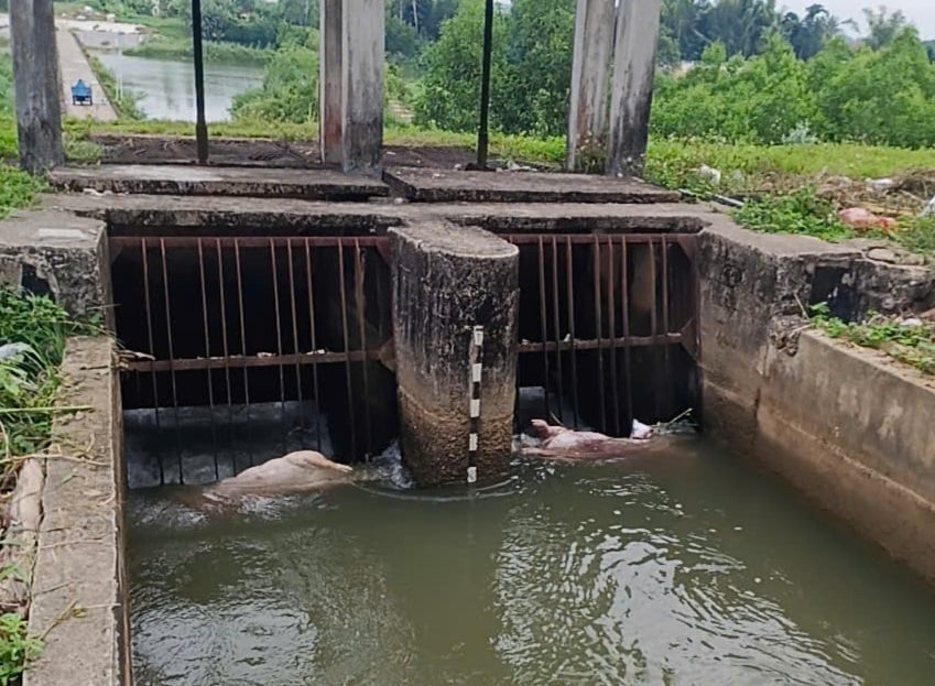 Xác lợn vứt trôi nổi trên kênh. Ảnh: UBND xã Bình Chương. Xác lợn vứt trôi nổi trên kênh. Ảnh: UBND xã Bình Chương.